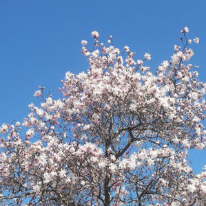 Meet your Posher, Jackline